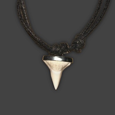 Child Shark Tooth Necklace                                                 